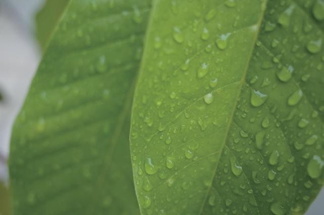 濾光片 同葉片未加CPL濾鏡對比