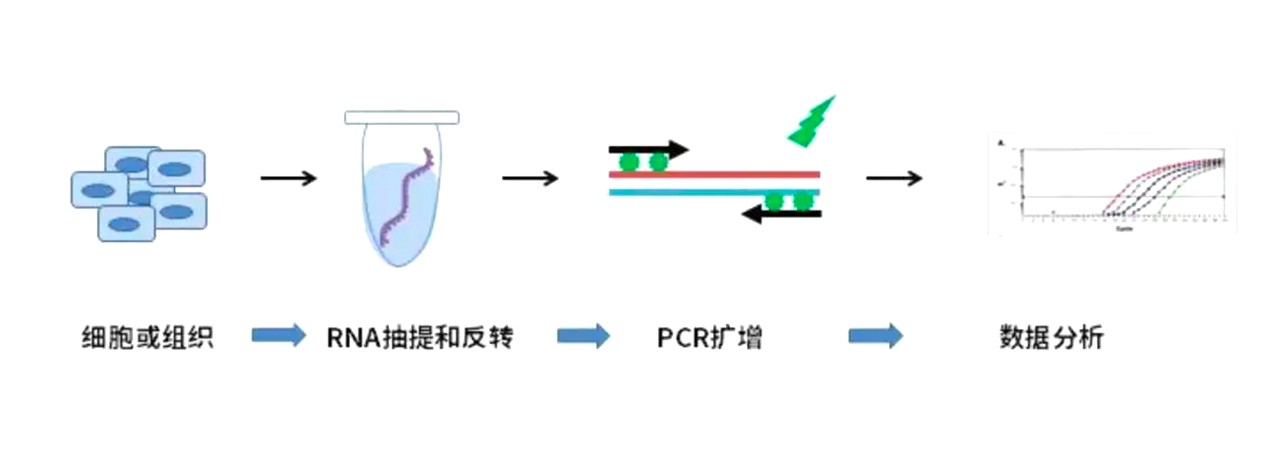 熒光定量PCR實(shí)驗過程 熒光定量PCR實(shí)驗過程