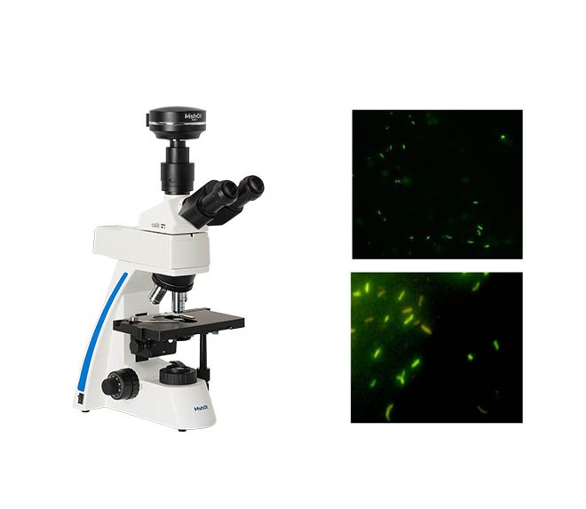 濾光片用于顯微鏡觀察 濾光片用于顯微鏡觀察