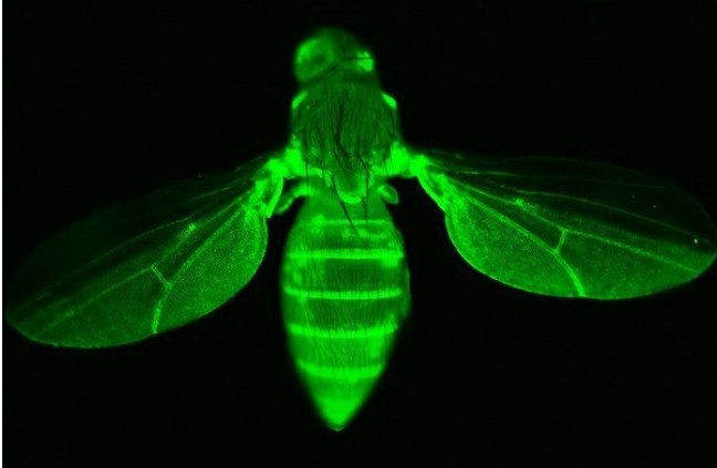 高精度濾光片對熒光成像的影響 高精度濾光片對熒光成像的影響