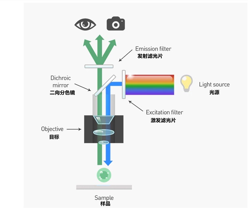 熒光顯微鏡光學系統工作原理 熒光顯微鏡光學系統工作原理