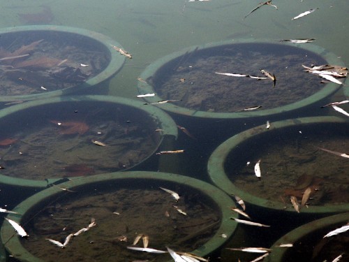 濾光片 偏振鏡光學原理