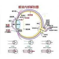 視網膜眼科中不同波長濾光片的應用